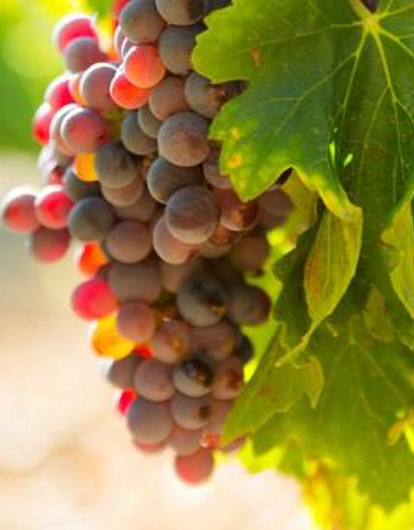 Эксперты выяснили, что употребление винограда улучшает зрение у пожилых людей