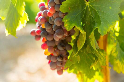 Эксперты выяснили, что употребление винограда улучшает зрение у пожилых людей