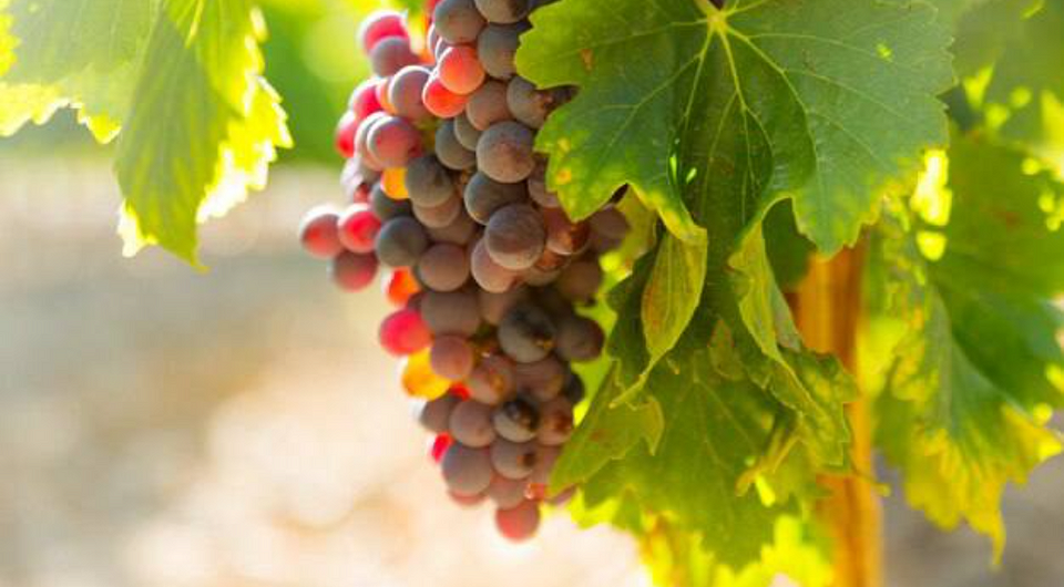 Эксперты выяснили, что употребление винограда улучшает зрение у пожилых людей