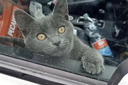 Три дня без еды и воды: котенка спасли из запертой машины, а его хозяина-мага отправили в психушку