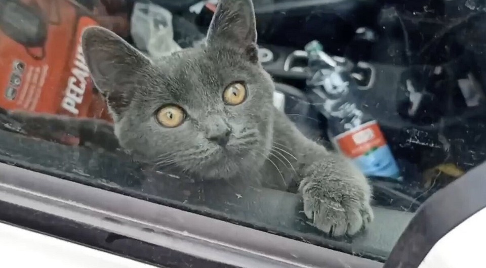 Три дня без еды и воды: котенка спасли из запертой машины, а его хозяина-мага отправили в психушку