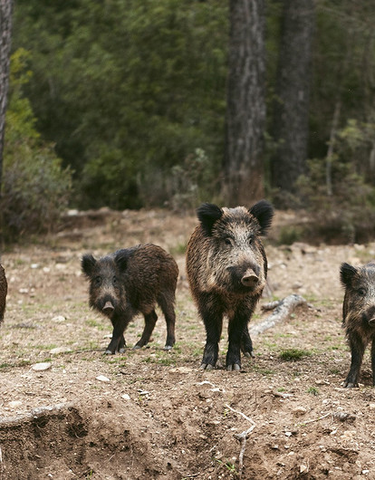 Стадо оголодавших диких кабанов напугало жителей Мытищ