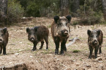 Стадо оголодавших диких кабанов напугало жителей Мытищ