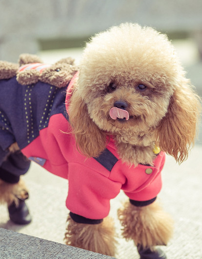 Одежда для собаки зимой: каким породам нужна и как выбрать