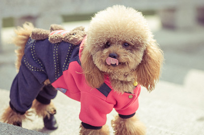Одежда для собаки зимой: каким породам нужна и как выбрать