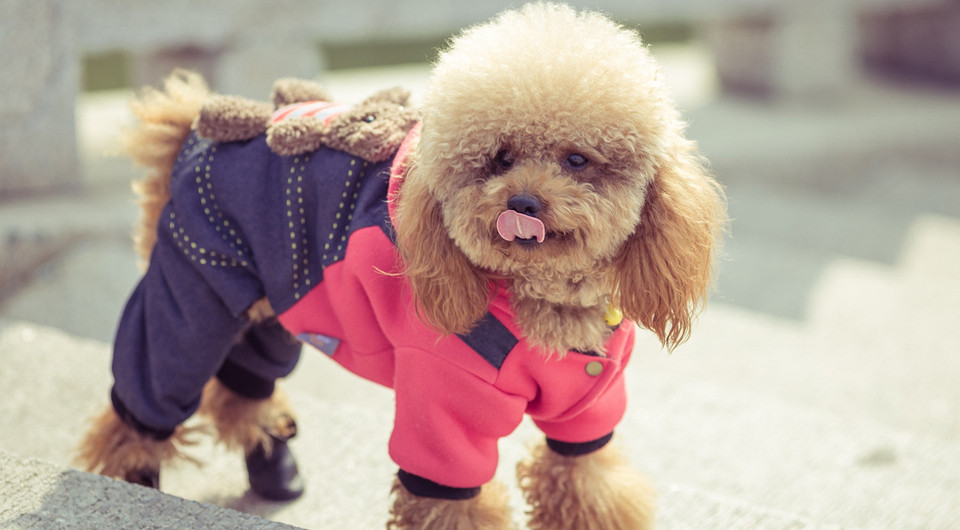 Одежда для собаки зимой: каким породам нужна и как выбрать