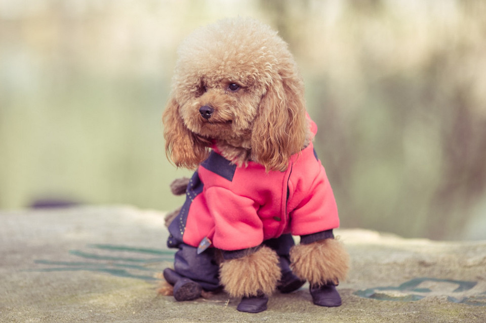 Одежда для собаки зимой: каким породам нужна и как выбрать
