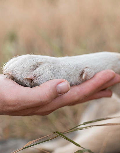 5 простых способов помочь уличным собакам и кошкам: еда, тепло и не только