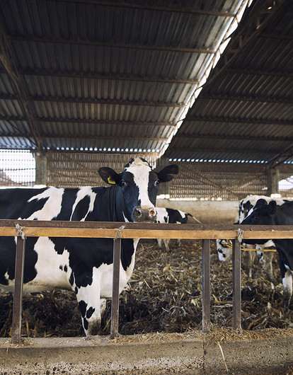 В Якутии провели конкурс красоты среди коров. Фото победительниц тебе понравятся