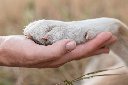 5 простых способов помочь уличным собакам и кошкам: еда, тепло и не только