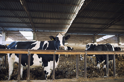 В Якутии провели конкурс красоты среди коров. Фото победительниц тебе понравятся
