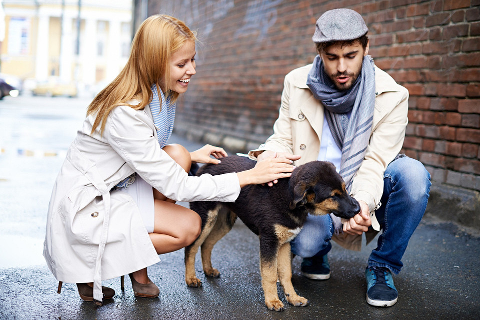 5 простых способов помочь уличным собакам и кошкам: еда, тепло и не только