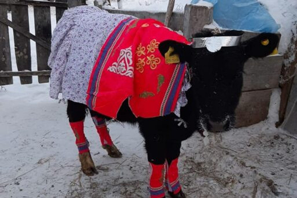 В Якутии провели конкурс красоты среди коров. Фото победительниц тебе понравятся