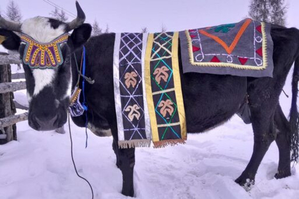 В Якутии провели конкурс красоты среди коров. Фото победительниц тебе понравятся