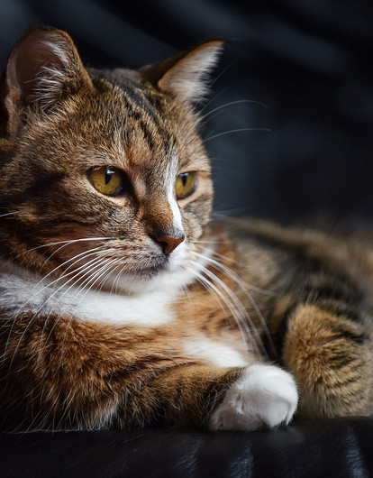 Кот помог своему хозяину избежать тюрьмы: это уникальный случай в российском судопроизводстве