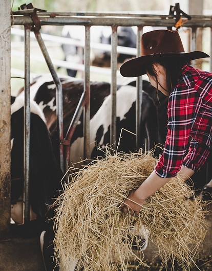 Коровы против стресса: в Великобритании появился необычный способ борьбы с тревожностью
