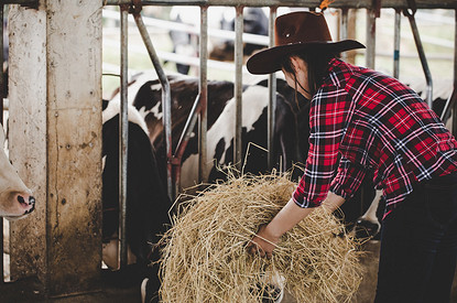 Коровы против стресса: в Великобритании появился необычный способ борьбы с тревожностью