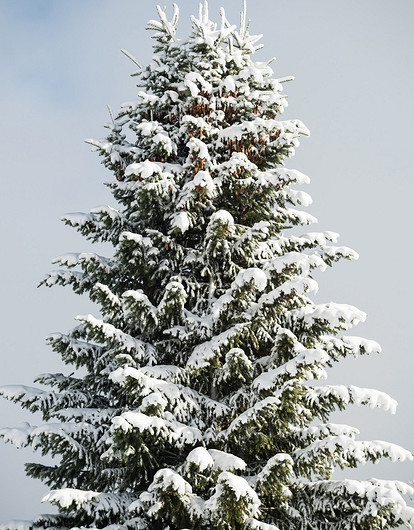 В Челябинске чиновники незаконно спилили ель с садового участка и поставили в центре города