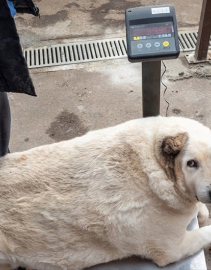 Минус 30 кило: врачи помогли похудеть 100-килограммовому уличному псу