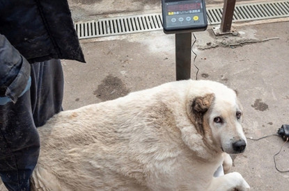 Минус 30 кило: врачи помогли похудеть 100-килограммовому уличному псу