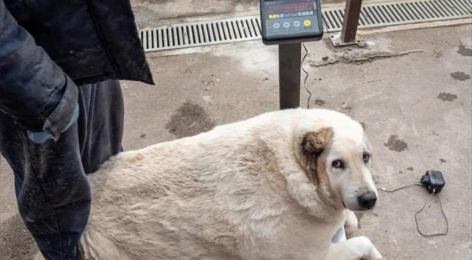 Минус 30 кило: врачи помогли похудеть 100-килограммовому уличному псу