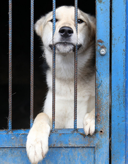 На Камчатке собак из приютов и питомников планируют кормить красной рыбой