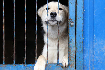 На Камчатке собак из приютов и питомников планируют кормить красной рыбой