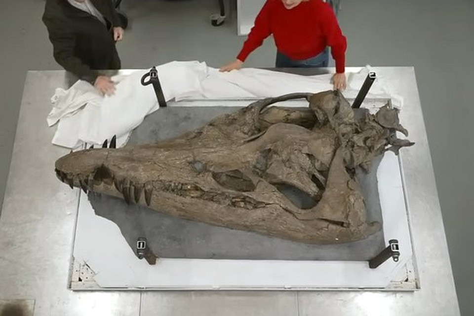 Палеонтологи нашли череп удивительного чудища Юрского периода