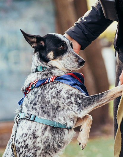 Японские ученые: владельцы собак реже страдают деменцией