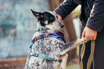 Японские ученые: владельцы собак реже страдают деменцией