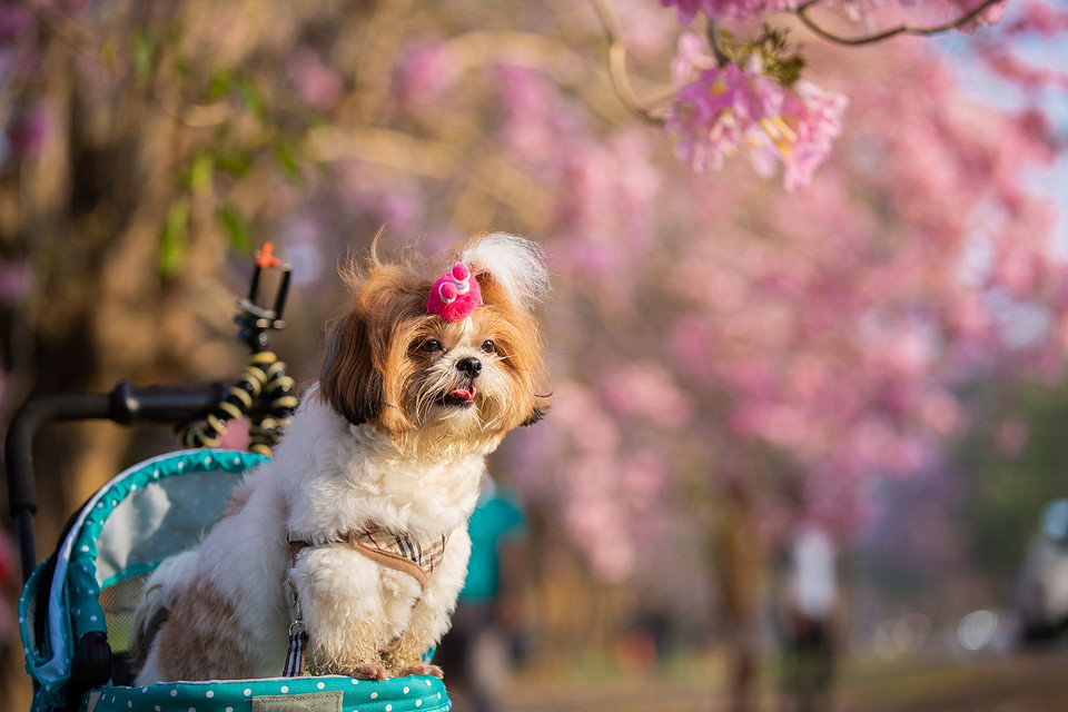 Японские ученые: владельцы собак реже страдают деменцией
