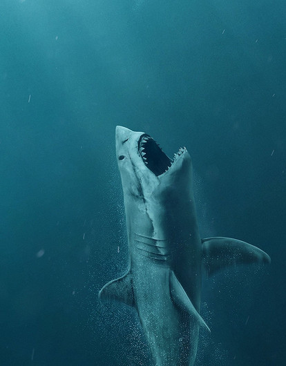 Океанологи изучили зуб мегалодона прямо на дне океана. Такое произошло впервые