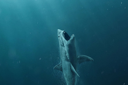 Океанологи изучили зуб мегалодона прямо на дне океана. Такое произошло впервые