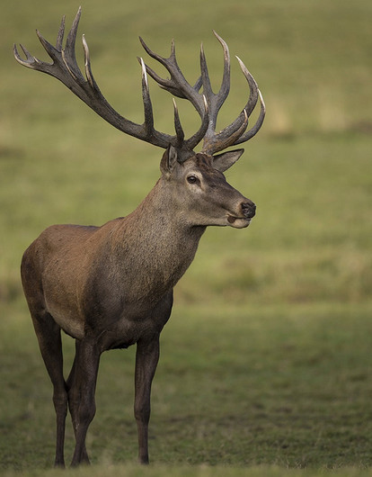 Врачей напугала смерть оленя от «вируса зомби». Есть риск, что зараза может быть опасной для людей