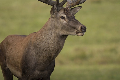 Врачей напугала смерть оленя от «вируса зомби». Есть риск, что зараза может быть опасной для людей