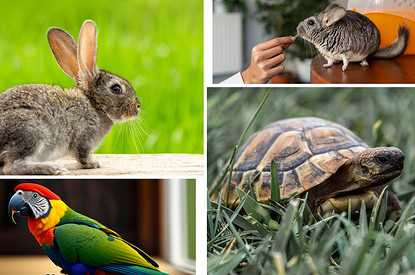 Как ухаживать за черепахой, попугаем и не только: топ-5 необычных питомцев, которых полюбили в России