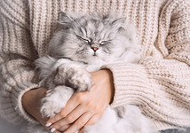 Creative Cat Studio/ShutterStock/Fotodom.ru