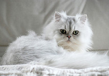 Персидский кот: описание породы, чем кормить и как ухаживать