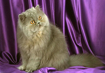 Персидский кот: описание породы, чем кормить и как ухаживать