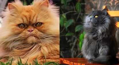 Персик (персидский кот) - Форум о кошках для любителей кошек и фелинологов