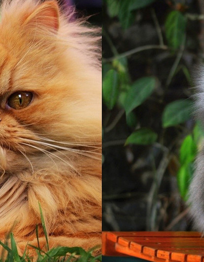 Персидский кот: описание породы, чем кормить и как ухаживать