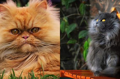 Персидский кот: описание породы, чем кормить и как ухаживать