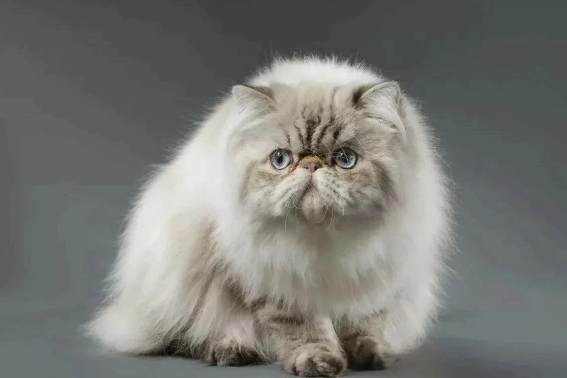 Как ухаживать за персидским. Персидская длинношерстная кошка. Экзот кошка. Персидский экзот длинношерстный. Экзот кошка длинношерстная.