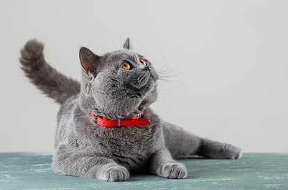 Мурлыкины страхи: 5 вещей, которые боятся кошки больше всего