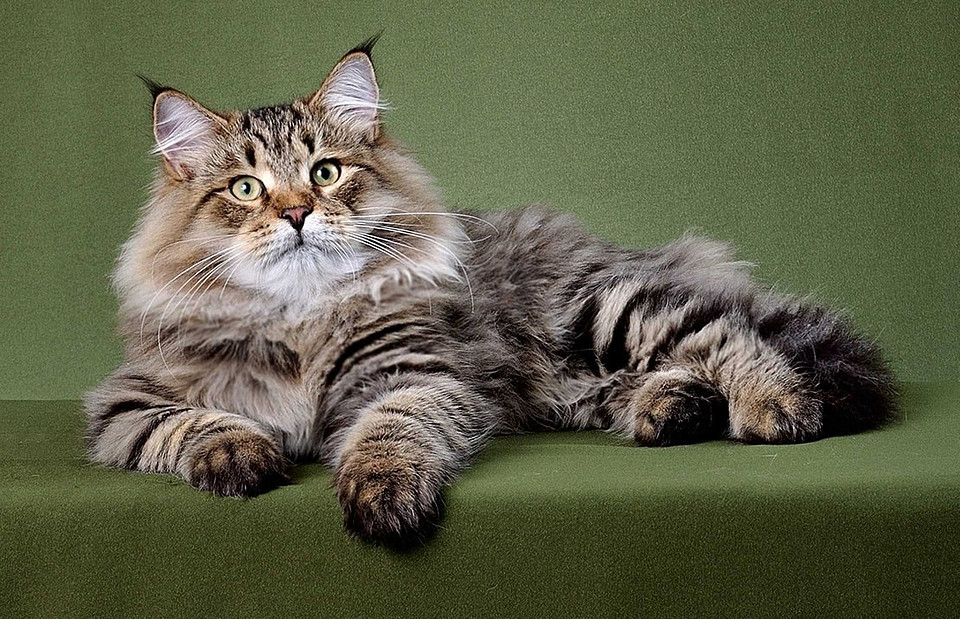 Самые ласковые и добрые кошки: 8 пород с описанием характера
