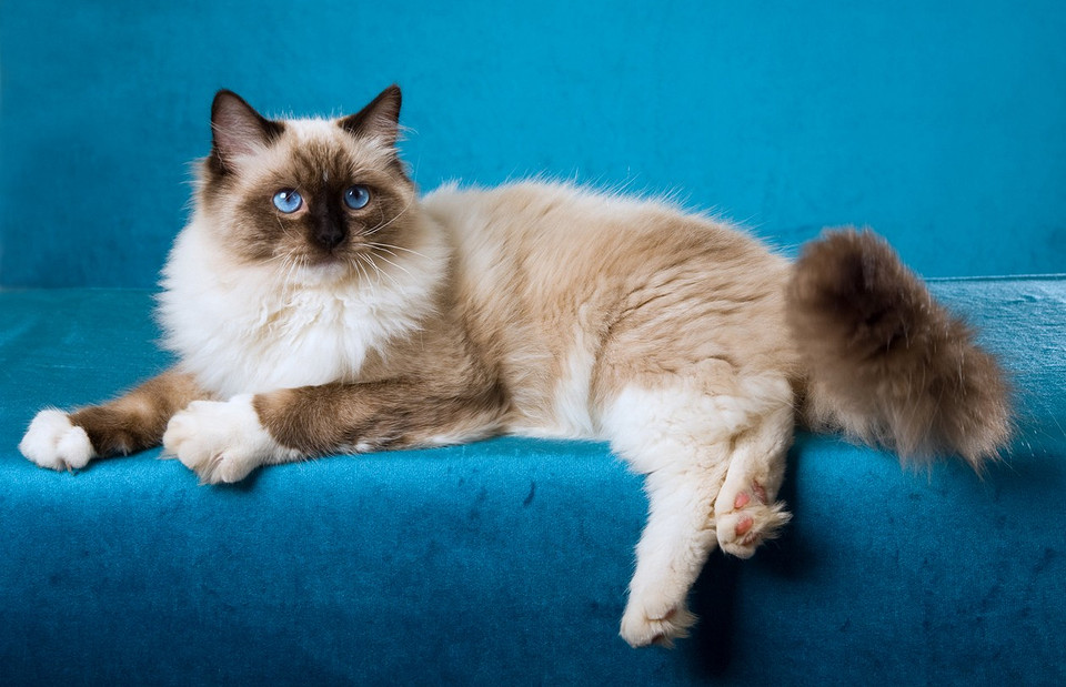 Самые ласковые и добрые кошки: 8 пород с описанием характера
