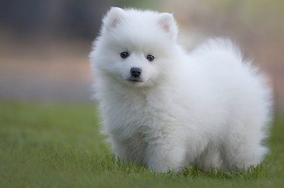 100% шерсти: 7 пород собак, которые линяют больше, чем другие