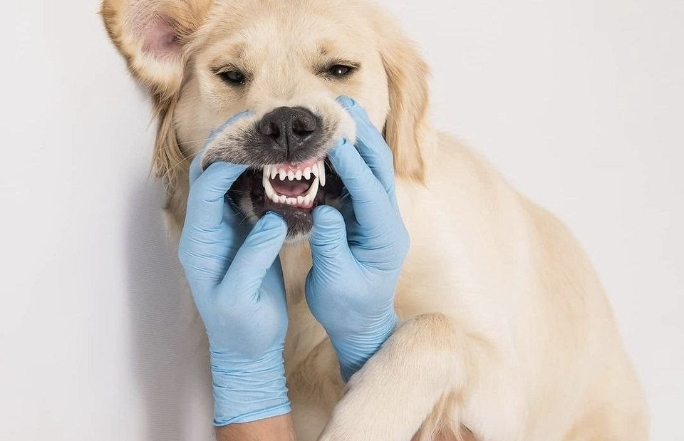 «Мне тяжело было видеть смерть животных»: все о профессии ветеринарного стоматолога от практикующего эксперта