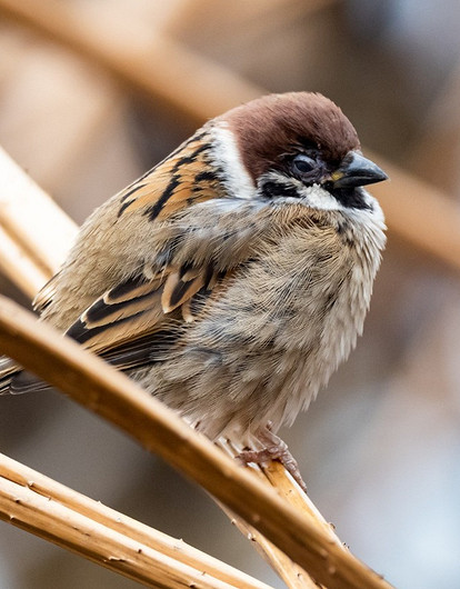Незамеченная катастрофа: куда пропали воробьи из российских городов