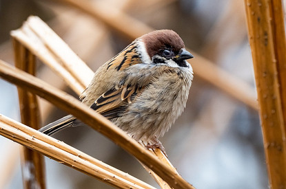 Незамеченная катастрофа: куда пропали воробьи из российских городов